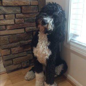 Meet your Posher, Shaye